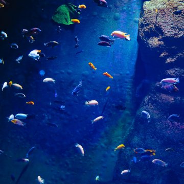 aquarium fish 